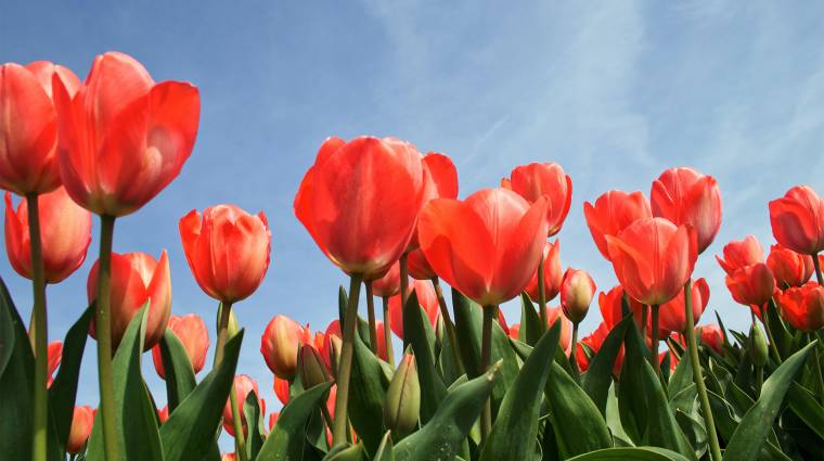 Dutch tulips are heated using bitcoins instead of natural gas