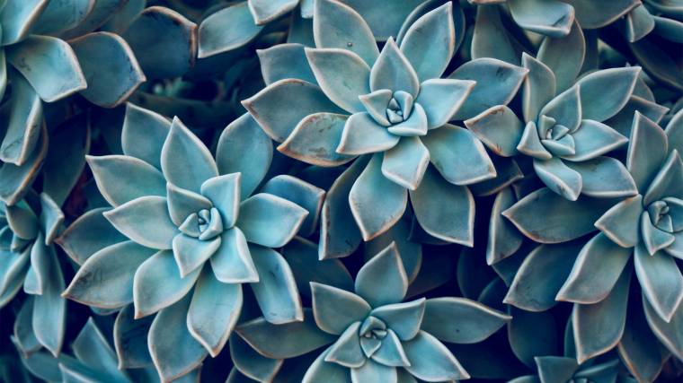 Succulents are the most suitable for the task (Photo: Unsplash/Blanca Paloma Sánchez)