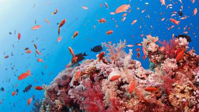 Már másodjára sújtja tömeges korallfehéredés óceánjainkat az elmúlt évtizedben kép
