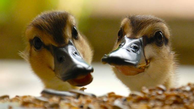 Az adatvédelméről híres DuckDuckGo is elindítja a saját mesterséges intelligenciáját kép