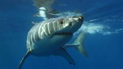Ezúttal cápás rémülettel csap le a világ legrosszabb filmjének rendezője kép