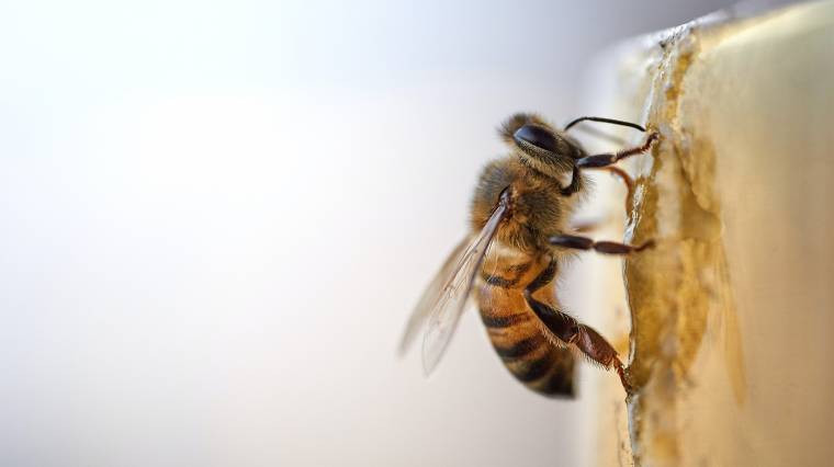 A méhek az ökoszisztémánk kulcsfontosságú szereplői (Fotó: Unsplash/Leandro Frigoni)
