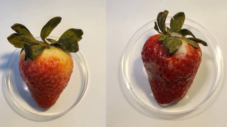 Die mit CBD behandelte Erdbeere auf der linken Seite war nach 15 Tagen in einem viel besseren Zustand als die unbehandelte Frucht (Foto: ACS)
