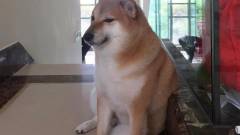 Meghalt Balltze, az internet egyik legismertebb mémmé vált kutyája kép