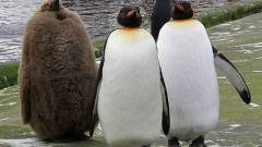 A század végére kihalhatnak a császárpingvinek kép