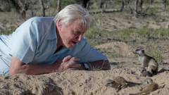 Sir David Attenborough 97 évesen sem hajlandó nyugdíjba vonulni kép