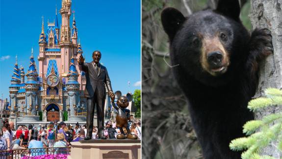 Egy medve beköszönt a Disney Worldbe, lezárták a fél parkot kép