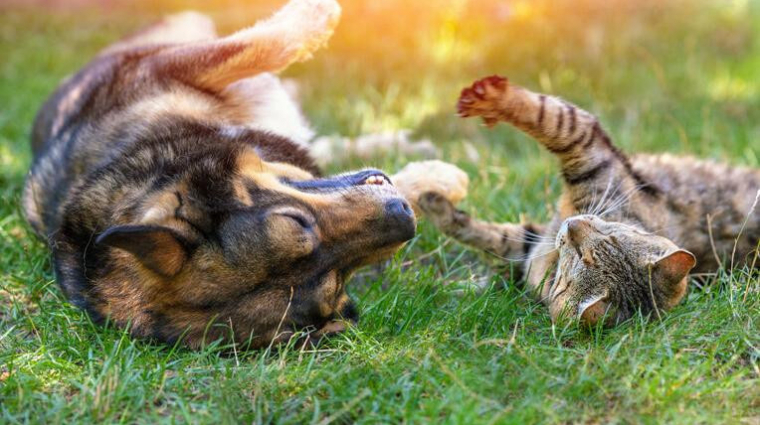 Kötelezően chipet kapnak az EU-ban a kutyák és a macskák kép