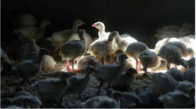 A 7 Hz-es csirke-mítosz sosem volt igaz, mégis 33 éve él tovább egy DOS-os súgófájl miatt kép