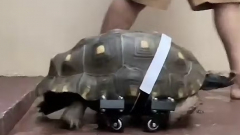 A 3D nyomtatásnak köszönhetően újra tud önállóan járni egy teknős kép