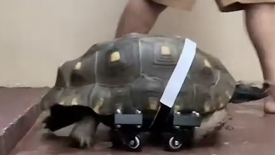 A 3D nyomtatásnak köszönhetően újra tud önállóan járni egy teknős