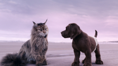Nézd meg premier előtt a Kutya és macska című családi vígjátékot! kép