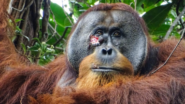 Először figyelték meg, hogy egy orangután tudatosan gyógyítja magát kép