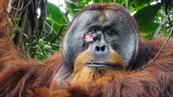 Először figyelték meg, hogy egy orangtán tudatosan gyógyítja magát kép