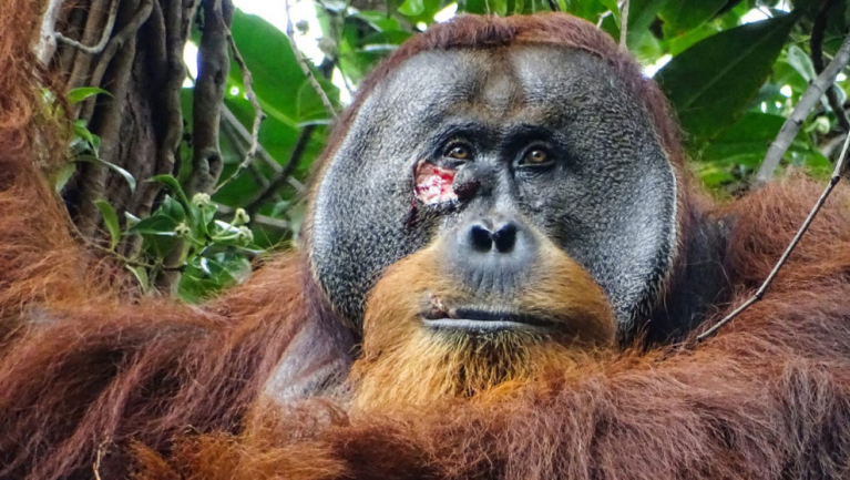 Először figyelték meg, hogy egy orangtán tudatosan gyógyítja magát fókuszban