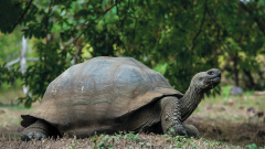 Azt hitted, a galapagosi teknős él legtovább az állatok közül? Tévedtél! kép