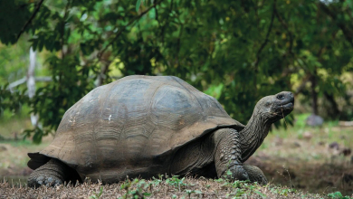 Azt hitted, a galapagosi teknős él legtovább az állatok közül? Tévedtél! kép