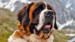 A Netflix szörnyet csinál az ember legjobb barátjából - jön a Cujo remake kép
