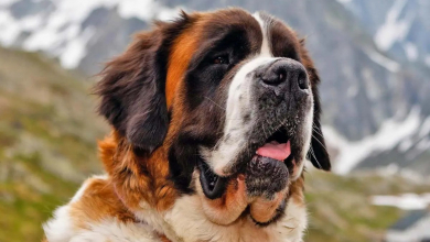 A Netflix szörnyet csinál az ember legjobb barátjából - jön a Cujo remake