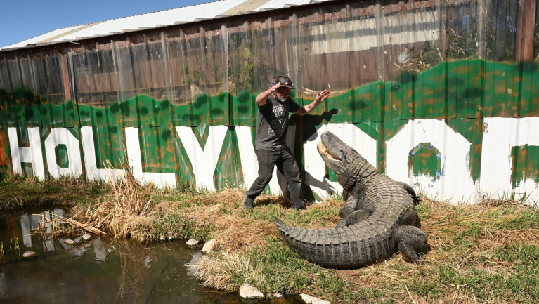 Elhuny Morris, Hollywood leghíresebb aligátora fókuszban