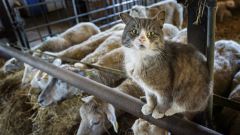 A fekete himlőn is túltesz a következő világjárvány - riadót fújtak a macskainfluenza miatt a kutatók kép