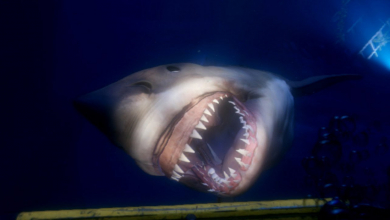 A Sharknadoból játék is készült, és most ingyen elviheted kép