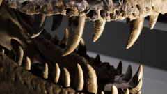 Dinoszauruszfogak árulták el, milyen volt a levegő 100 millió évvel ezelőtt kép