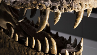 Dinoszauruszfogak árulták el, milyen volt a levegő 100 millió évvel ezelőtt kép