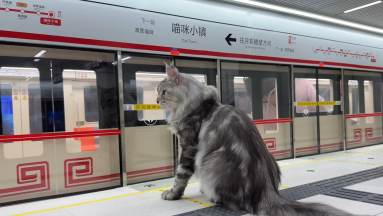 Egy kínai férfi metróhálózatot épített a macskáinak kép