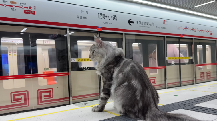Egy kínai férfi metróhálózatot épített a macskáinak kép