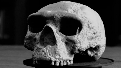 Újraírhatja az emberi evolúció történetét az egymillió éves emberi koponya kép
