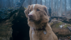 Állatszínészek Oscar-díjáért kampányol a Good Boy „főszereplője” kép