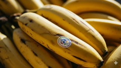 A Google új AI-ja, a Nano Banana, mindenhová betört – a keresésbe, a Fotókba és a NotebookLM-be is kép