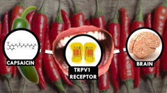 Mesterséges nyelv segíthet megmondani, mennyire csípős egy étel kép