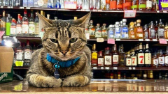 Egy szeretett macska halála újabb frontot nyitott a robottaxik ellen San Franciscóban kép