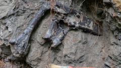 Páratlan dinoszaurusz-lelőhelyre bukkantak Erdélyben kép