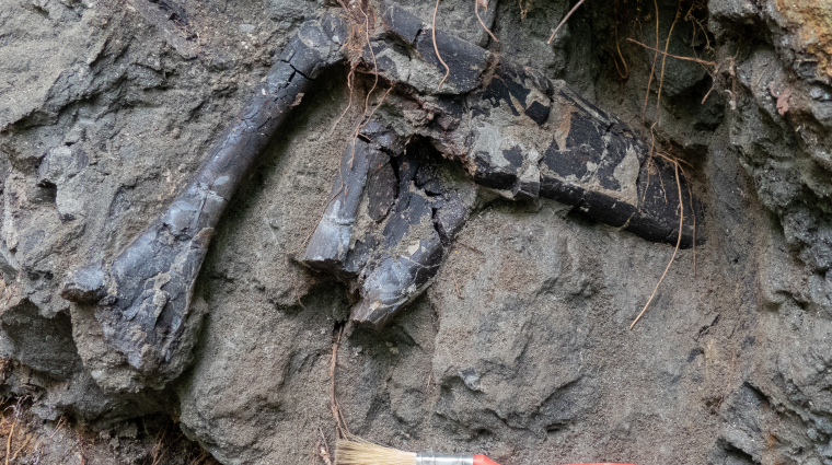 Páratlan dinoszaurusz-lelőhelyre bukkantak Erdélyben kép