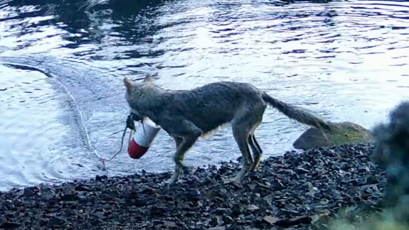 Farkasok eszközhasználatát figyelhették meg kutatók Kanadában kép