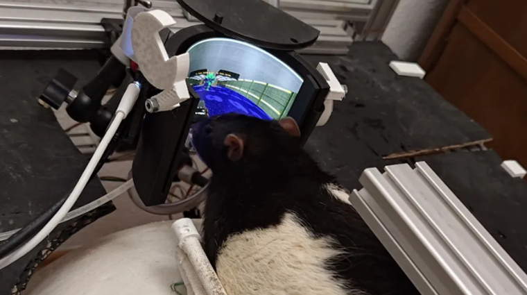 Visszatértek a DOOM-ozó patkányok, lőni is megtanultak bevezetőkép