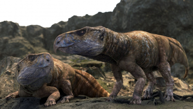 Magyar föld írja át a szarvas dinoszauruszok történetét kép