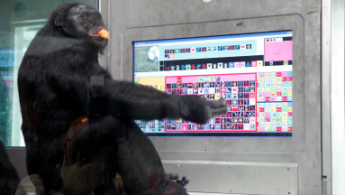 Egy szabadidejében minecraftozó majom segített az állati képzelet kutatásában fókuszban