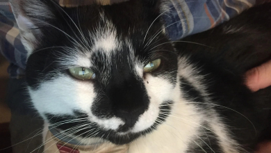 Az új God of War játék stúdiójának neve egy nagyon cuki sztoriból ered, főszerepben egy cicával kép