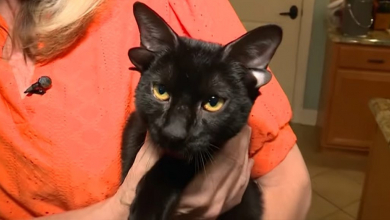 Mindenki Dobbyt, a négyfülű cicát szeretné örökbe fogadni kép