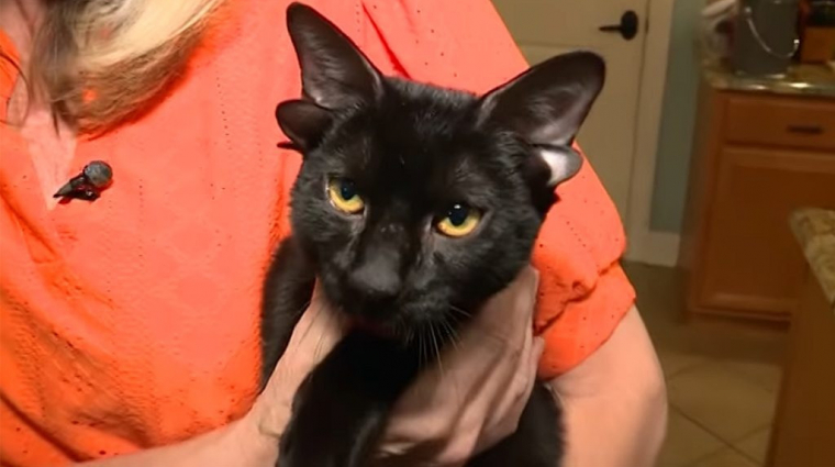 Mindenki Dobbyt, a négyfülű cicát szeretné örökbe fogadni bevezetőkép