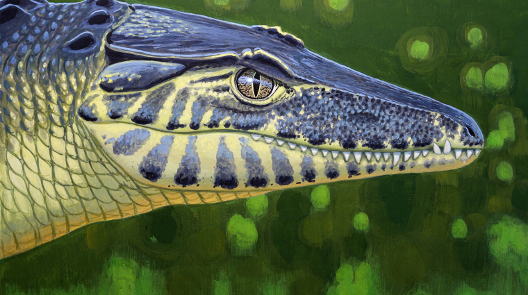 Pengés fogú krokodil vadászott a Bakonyban kép