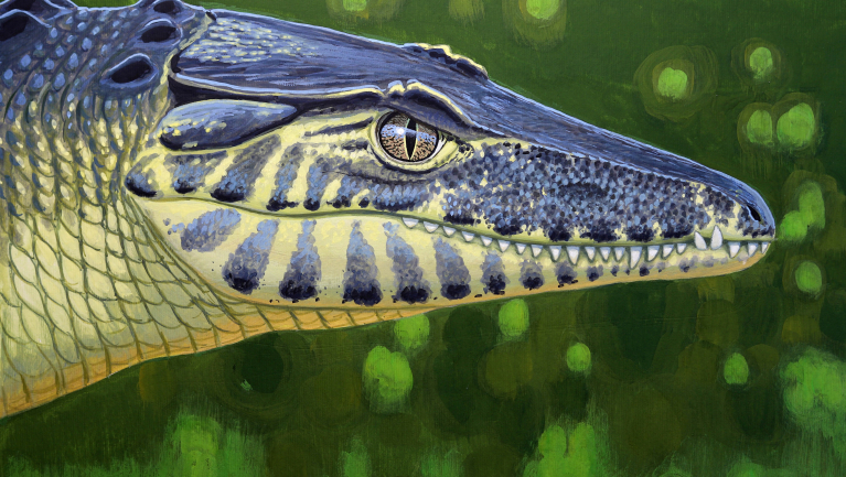 Pengés fogú krokodil vadászott a Bakonyban fókuszban