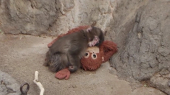 Videójáték készült Punch, a magányos kismajom főszereplésével kép