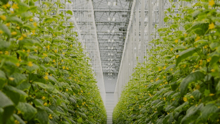 Okos fény az üvegházban: dinamikus LED-rendszer optimalizálja a zöldségtermesztést kép