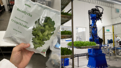 Robotok termesztik a salátát – norvég vertikális farm viszi az élelmiszerboltba a jövőt kép