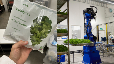 Robotok termesztik a salátát – norvég vertikális farm viszi az élelmiszerboltba a jövőt kép